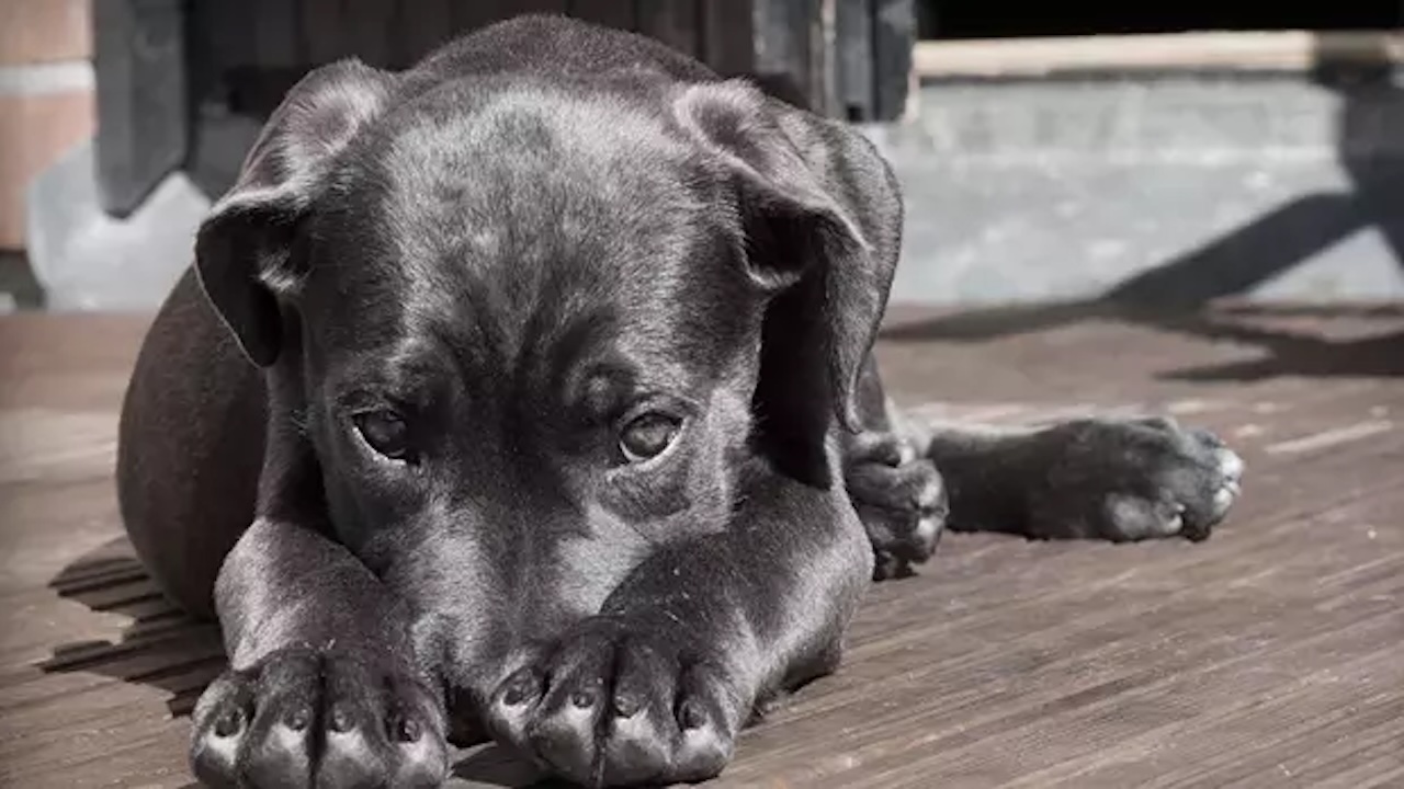 TBMM, Sokak Hayvanlarına Yönelik Düzenlemede Yeni Aşamaya Geçti