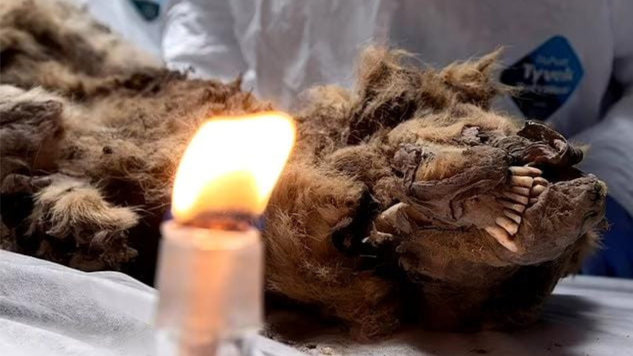 Sibirya’da 44.000 Yıllık Donmuş Kurt Bulundu