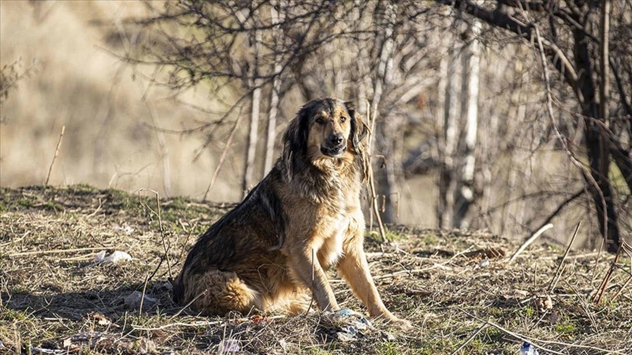 Hayvanları Koruma Kanunu Önümüzdeki Hafta Meclis’e Sunulacak