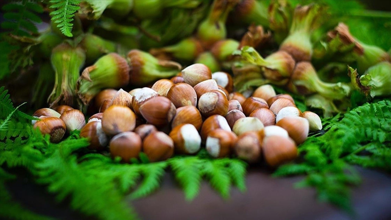 Düzce Üniversitesi Fındık Uygulama ve Araştırma Merkezi (DÜFAM) Müdürü: Kuraklık Nedeniyle Fındık Olgunlaşmadan Dökülüyor