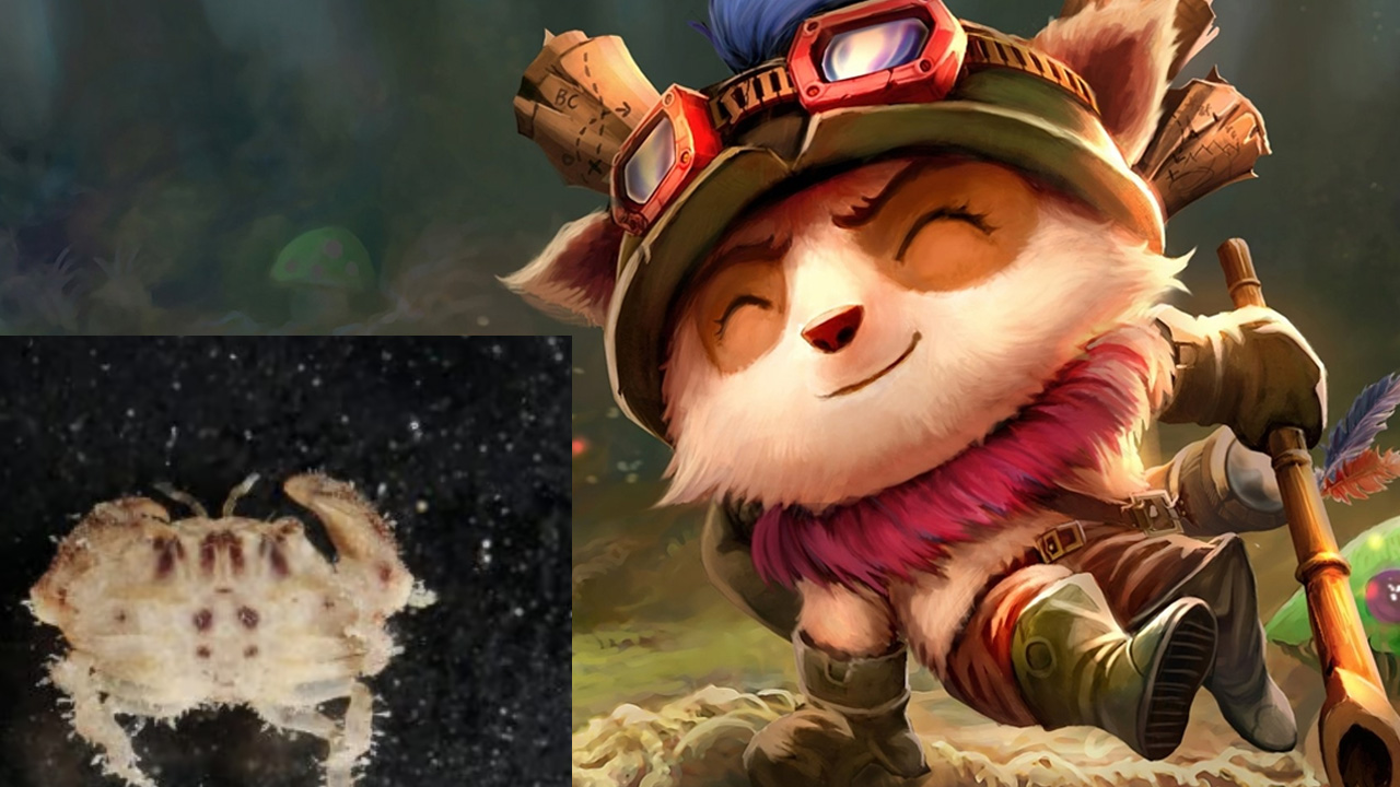 Yeni Keşfedilen Yengeç Türüne League of Legends Şampiyonu Teemo’nun Adı Verildi
