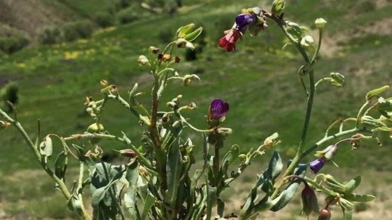 Tunceli’de Sadece İki Köyde Yetişen Yeni Bitki Türü Keşfedildi