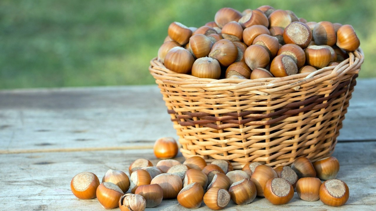 Doğu Karadeniz’in Fındık İhracatı Rekor Kırdı