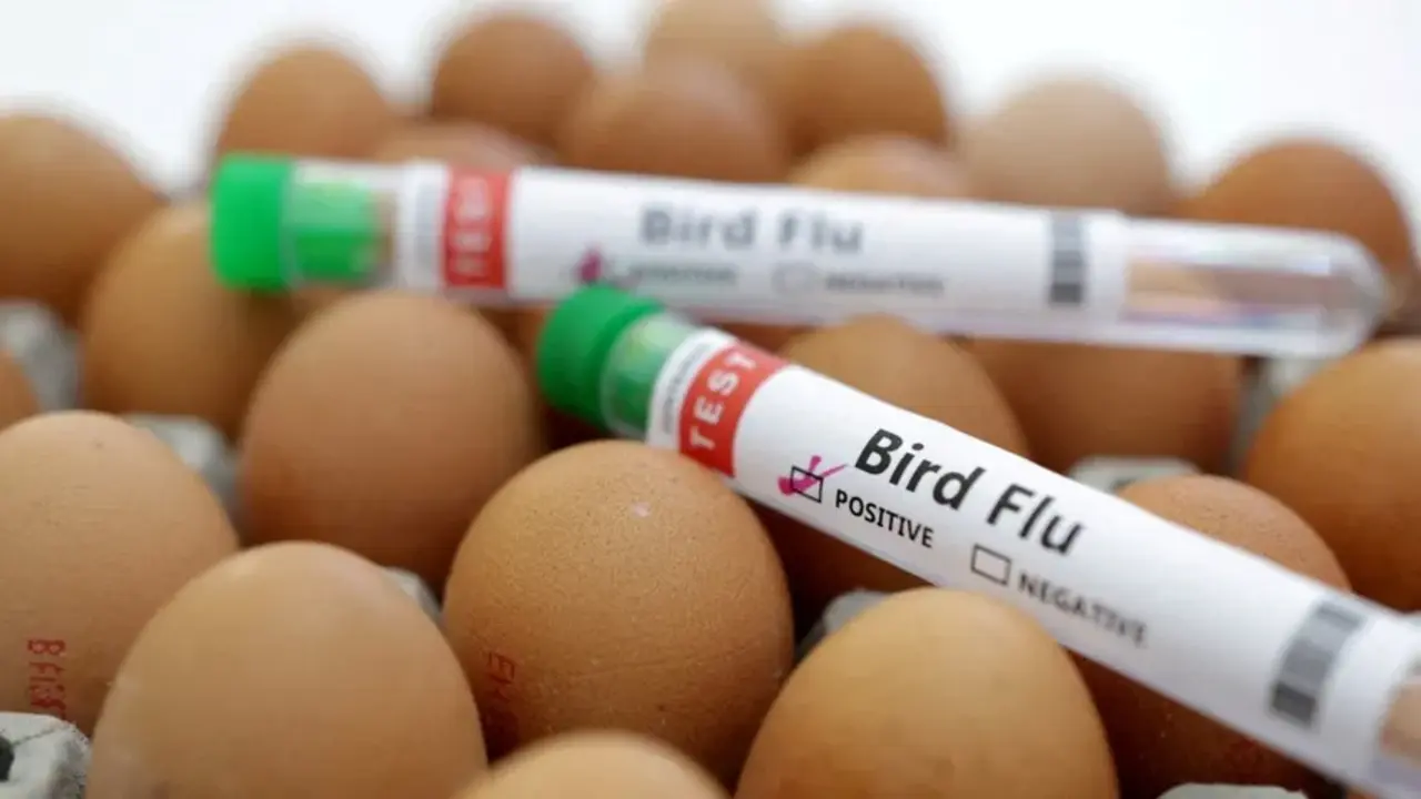 Tarım Bakanlığı Duyurdu: Konya’da Yumurta Üreticisinde Kuş Gribi Tespit Edildi