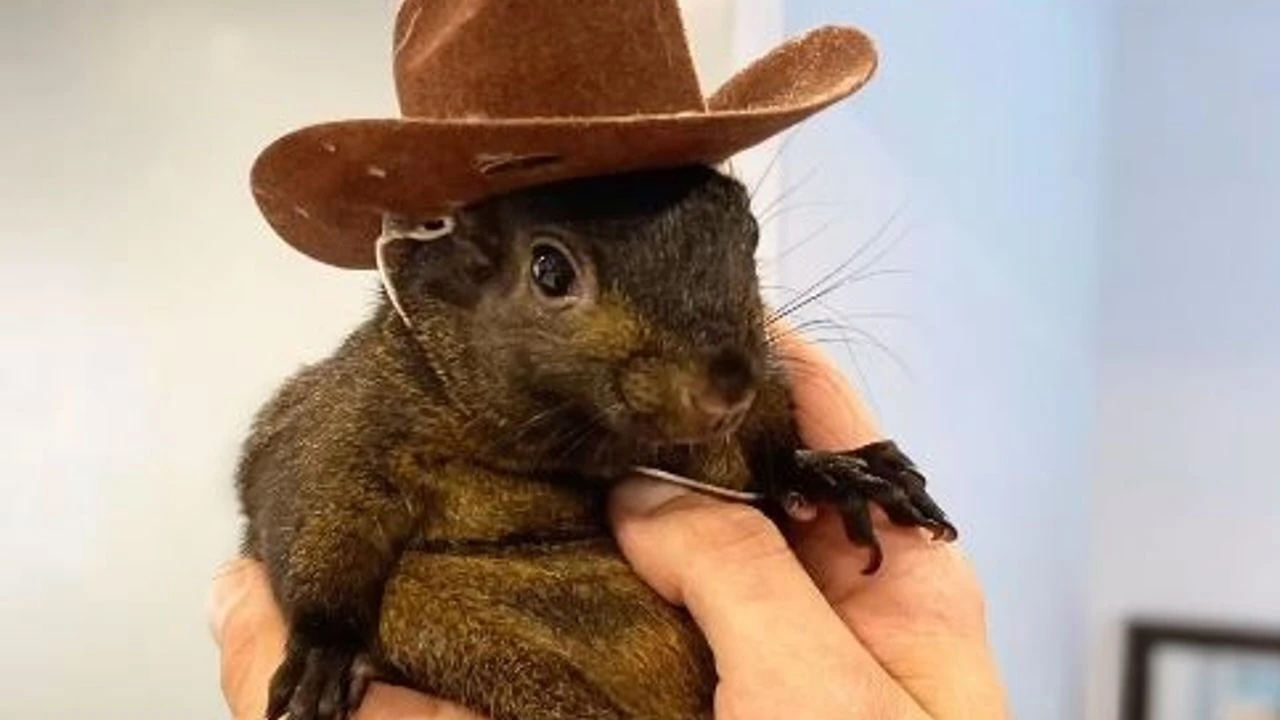 Seçime Günler Kala Fenomen Sincap Peanut’ın Ölümü ABD’de Tartışma Yarattı