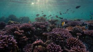 Batı Hint Okyanusu’nda İklim Dirençli Mercan Resifleri Keşfedildi