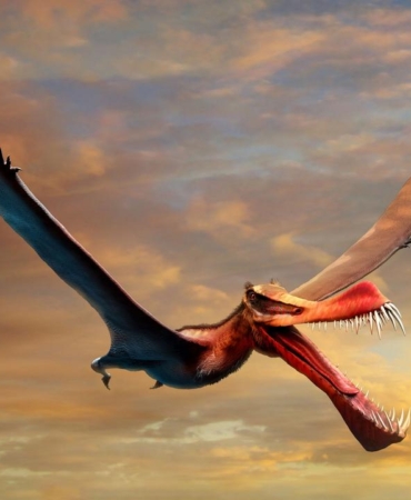 Pterosaurların Uçuşta Kuyruk Kanatlarının Rolü Keşfedildi