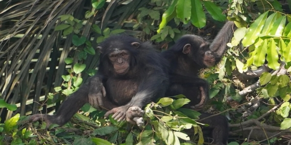 Şempanzeler ve İlk İnsanlar Arasındaki Taş Alet Kullanımı Benzerliği Ortaya Çıktı
