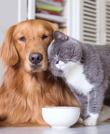 Hayvanlar Anksiyete ve Travma Yaşayabilir mi?, evcil hayvanlar