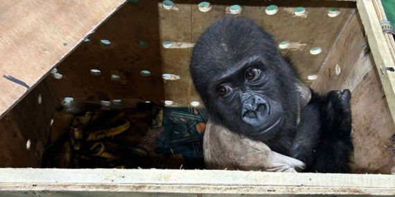 Sosyal Medyaya Soruldu: Yavru Gorilin İsmi Ne Olacak?