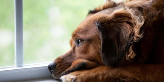 Hayvanlar Anksiyete ve Travma Yaşayabilir mi?