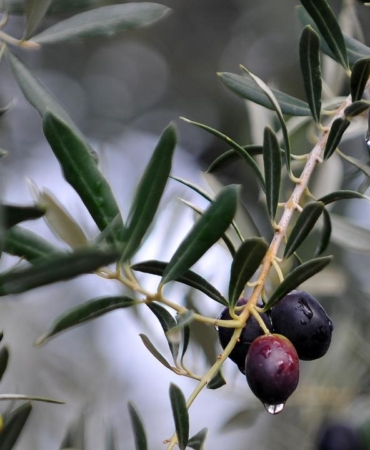 Türkiye Zeytin Üretiminde Tarihi Bir Eşiği Aştı