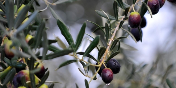 Türkiye Zeytin Üretiminde Tarihi Bir Eşiği Aştı