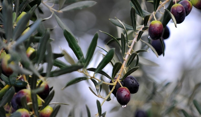 Türkiye Zeytin Üretiminde Tarihi Bir Eşiği Aştı