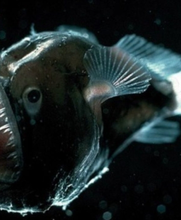 deep-sea-anglerfish-1280x720