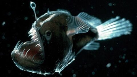 deep-sea-anglerfish-1280x720