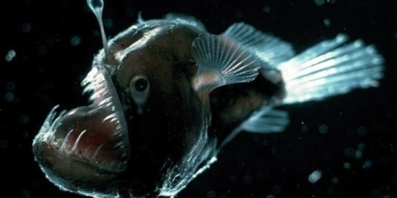 Siyah Deniz Şeytanı İlk Defa Yüzeye Yakın Görüntülendi