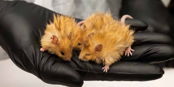 Mamutları Diriltme Çalışmalarında Şaşırtıcı Gelişme: Yünlü Fareler Üretildi