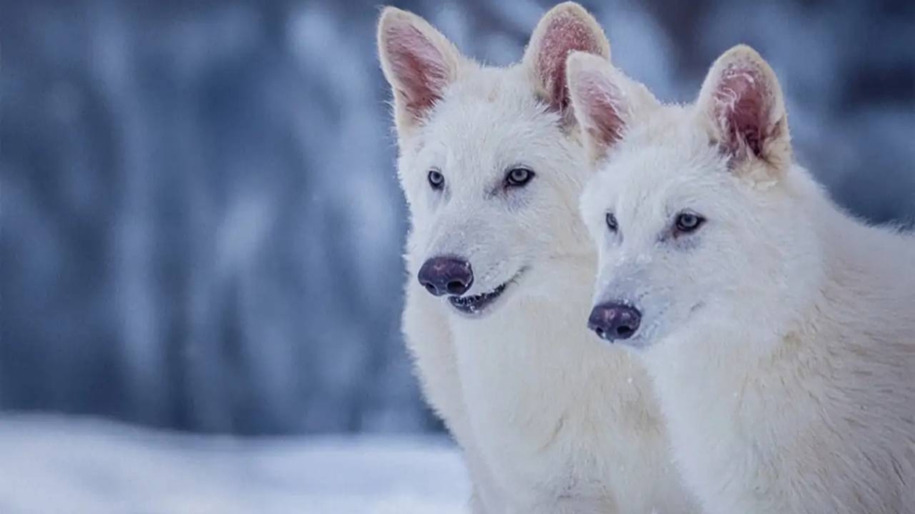 Korkunç Kurtlar Geri Döndü: Colossal'ın Büyük Hamlesi