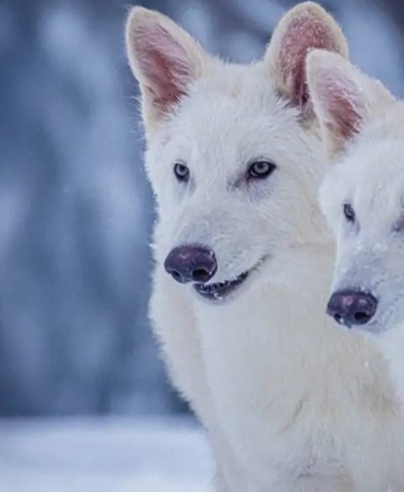 Korkunç Kurtlar Geri Döndü: Colossal'ın Büyük Hamlesi