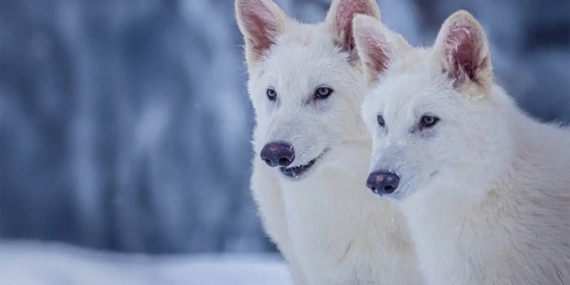 Biyoteknoloji Şirketi Colossal’dan Ses Getiren Hamle: Korkunç Kurtlar Geri mi Döndü?