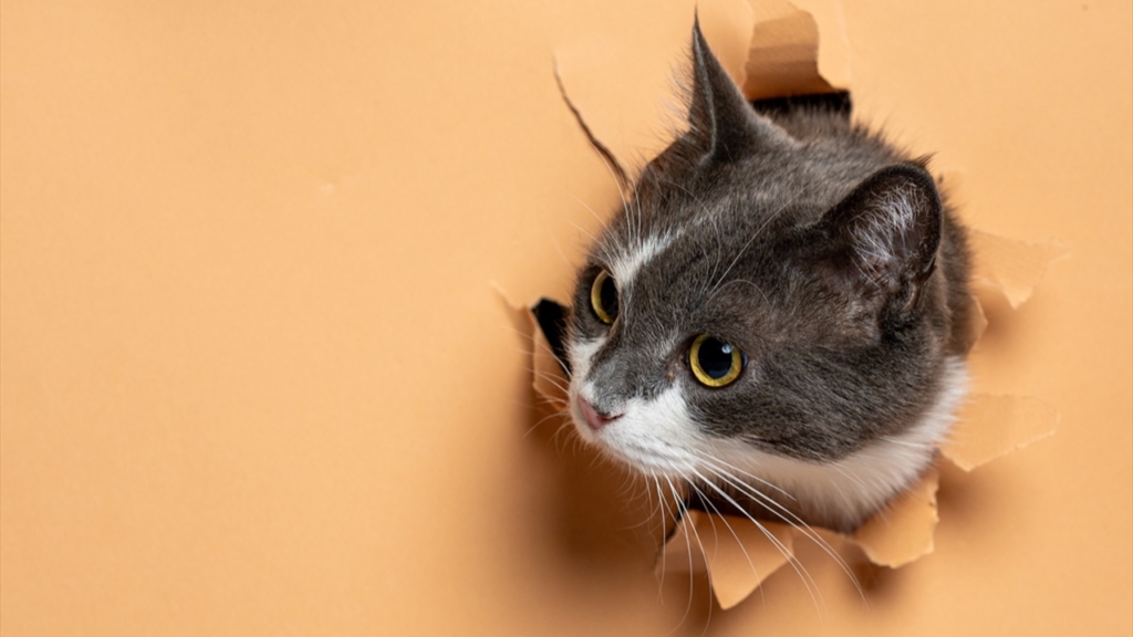 Yeni DNA Analizi, Kedilerin Evcilleştirilme Hikâyesini Değiştiriyor