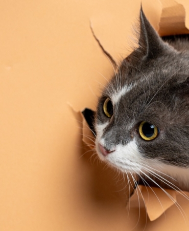 Yeni DNA Analizi, Kedilerin Evcilleştirilme Hikâyesini Değiştiriyor