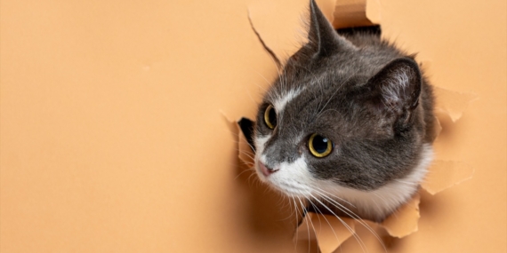 Yeni DNA Analizi, Kedilerin Evcilleştirilme Hikâyesini Değiştiriyor