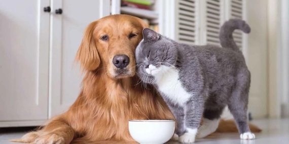 Evcil Hayvanlar Dijital Bağımlılıkla Mücadelede Umut Oluyor