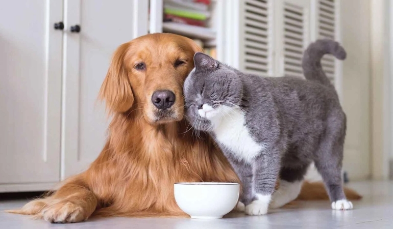 Evcil Hayvanlar Dijital Bağımlılıkla Mücadelede Umut Oluyor