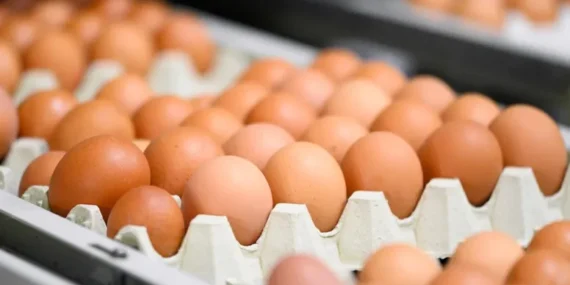 Kahverengi Yumurta Satışları Yasaklanıyor!