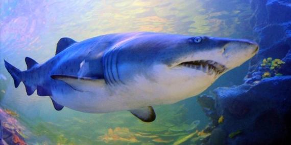 Türkiye’de Köpek Balığı Popülasyonu Arttı: Artık Her Yerdeler!