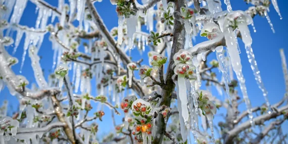 Zirai Dondan Etkilenen Çiftçiye Tazminat Ödenecek