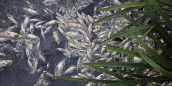 Yeşilırmak Kan Kaybetmeye Devam Ediyor: Balık Ölümleri Arttı!