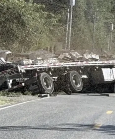 abd Washington kamyon devrildi arı