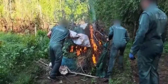 Hevsel Bahçeleri’nde 30 Bin Kök Kenevir Ele Geçirildi!