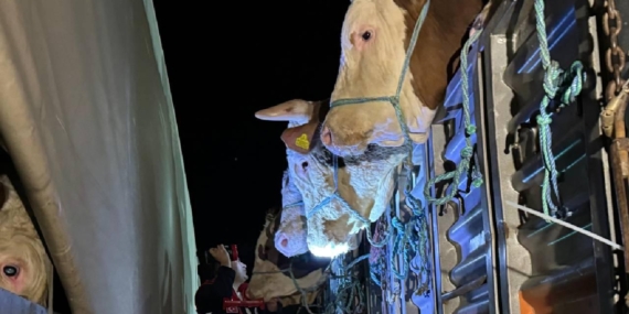 İstanbul’da Kurbanlık Hareketliliği Başladı