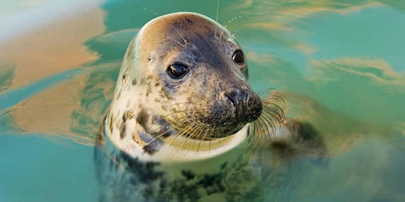 Bilim İnsanları, Liman Foklarının Görsel Algısını Simülasyonla İnceledi