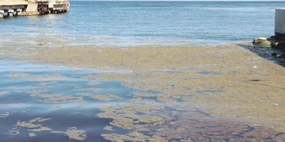 Marmara Denizi’nde Alg Patlaması Alarmı!