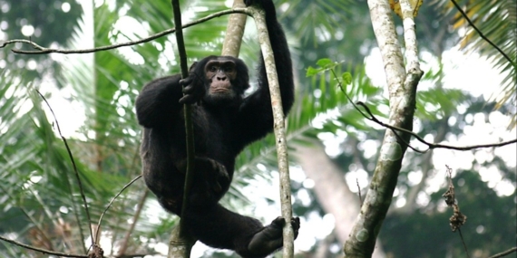 Şempanzelerin Müziksel Tarzları İnsan Ritmini Andırıyor
