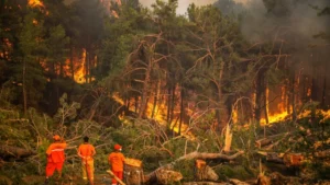 orman yangını