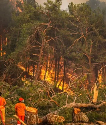 orman yangını