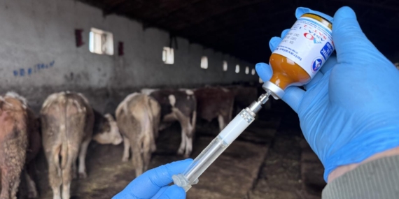 Hakkari’de Şap Hastalığı Nedeniyle Karantina Uygulanıyor!