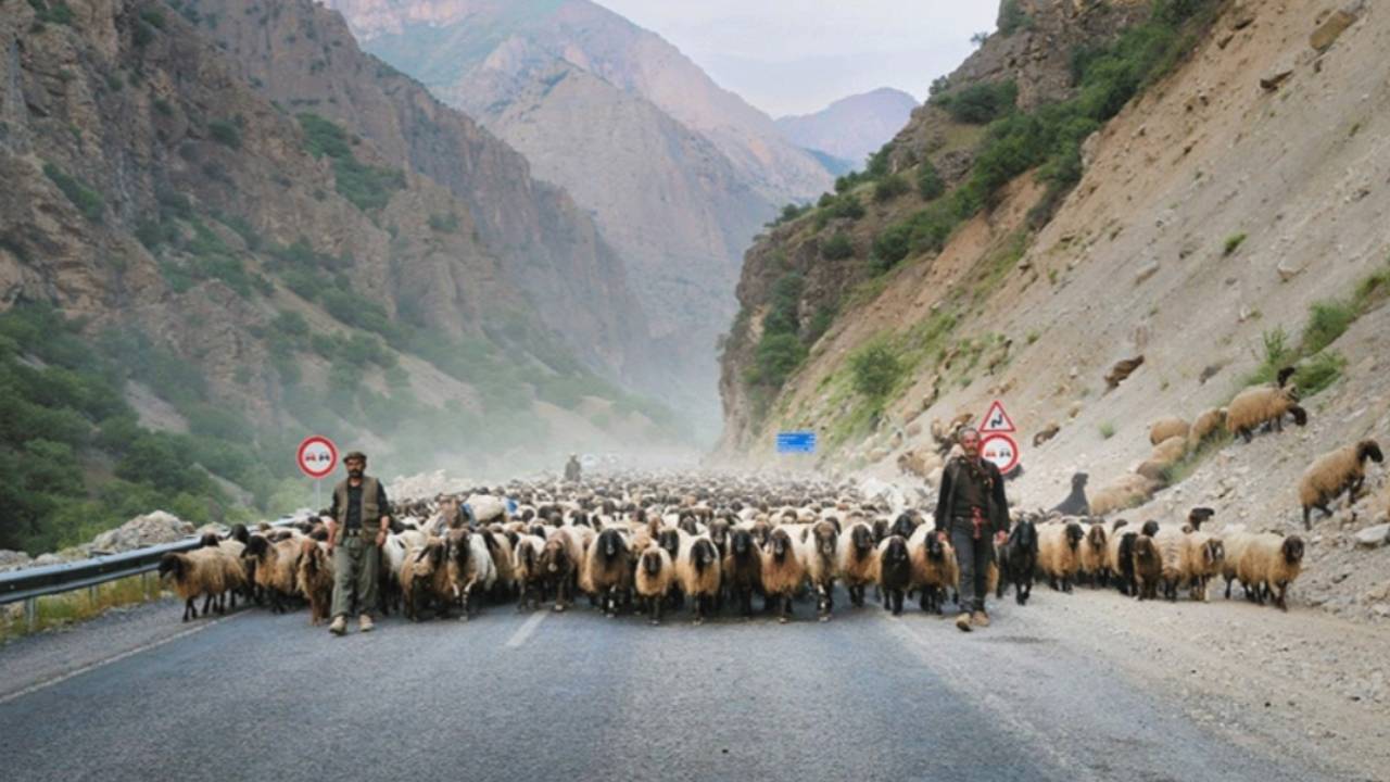 şap hastalığı hakkari