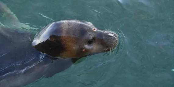Side Açıklarında Nadir Görülen Akdeniz Foku Turistleri Şaşkına Uğrattı