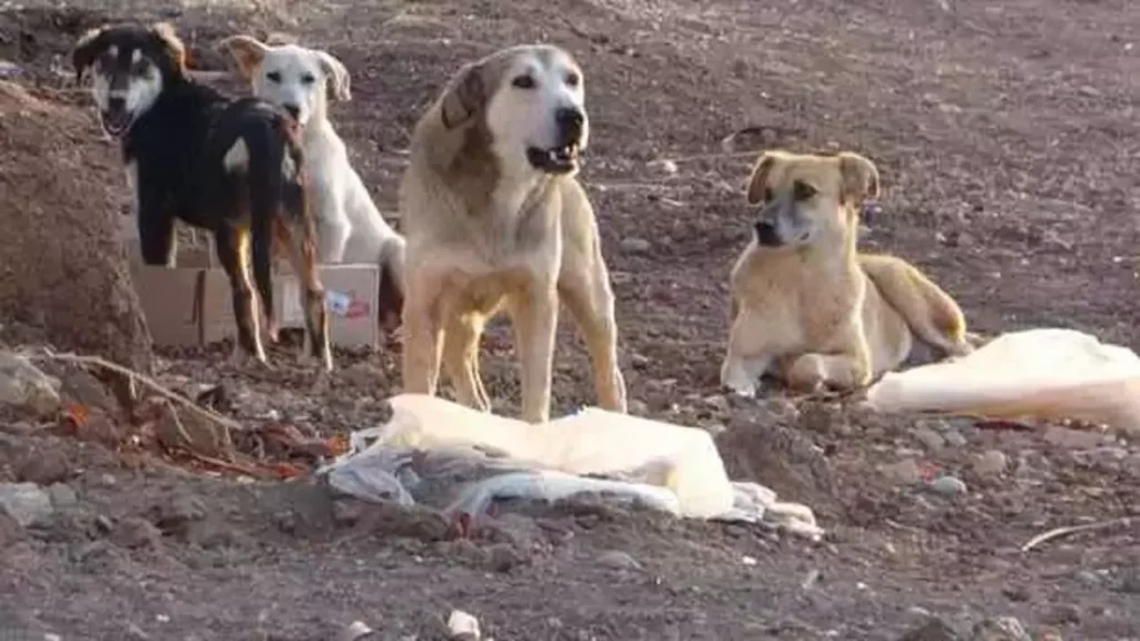 sokak köpeği, istanbul valiliği