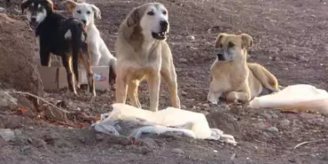 sokak köpeği, istanbul valiliği