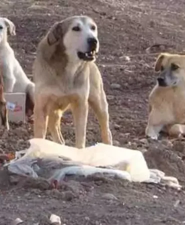 sokak köpeği, istanbul valiliği