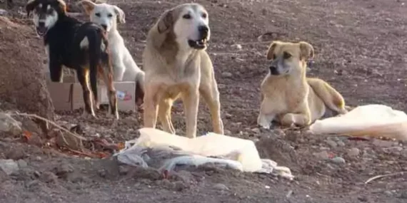 İstanbul Valiliği’nden Talimat: Başıboş Sokak Köpekleri Toplatılacak!