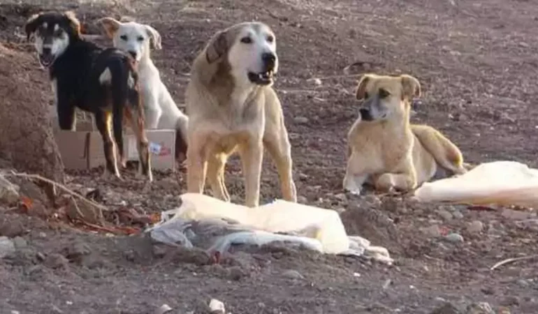 sokak köpeği, istanbul valiliği